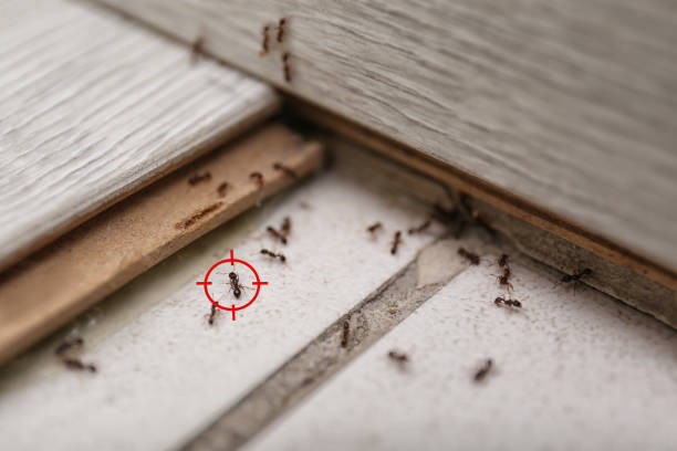 Best Pest Control for Restaurants  in Colesville, MD